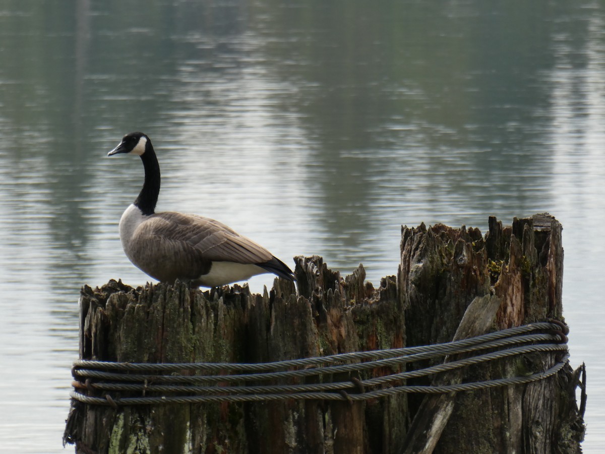 Canada Goose - Elaine Koehler