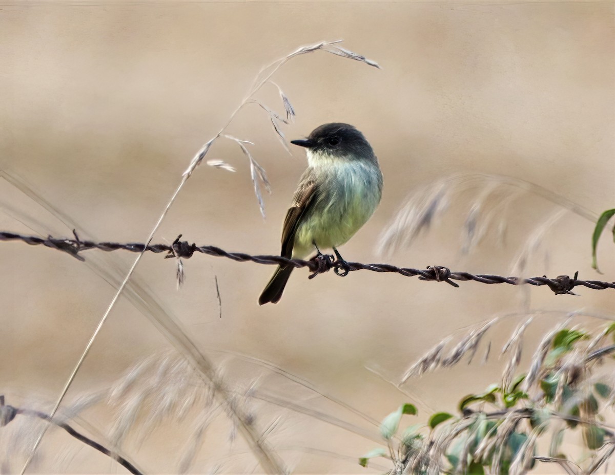 Eastern Phoebe - ML373911271