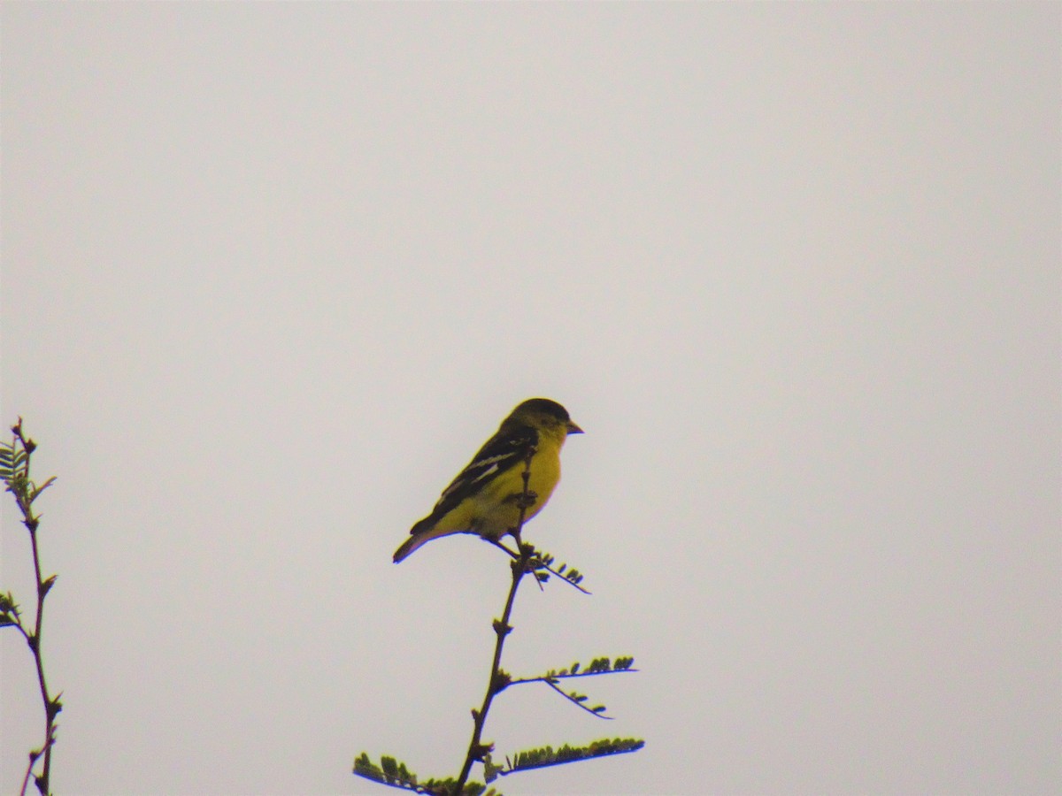 Lesser Goldfinch - Paloma  Montijo