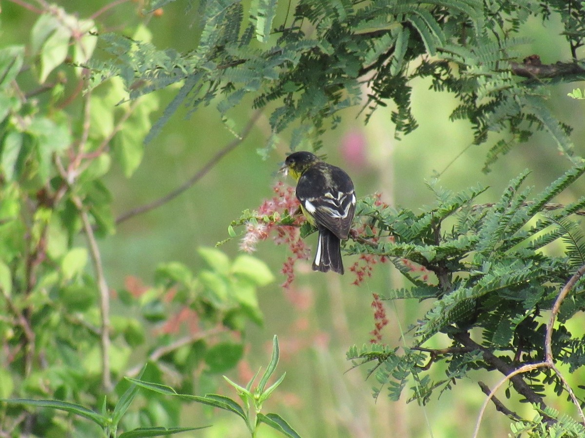 Lesser Goldfinch - Paloma  Montijo