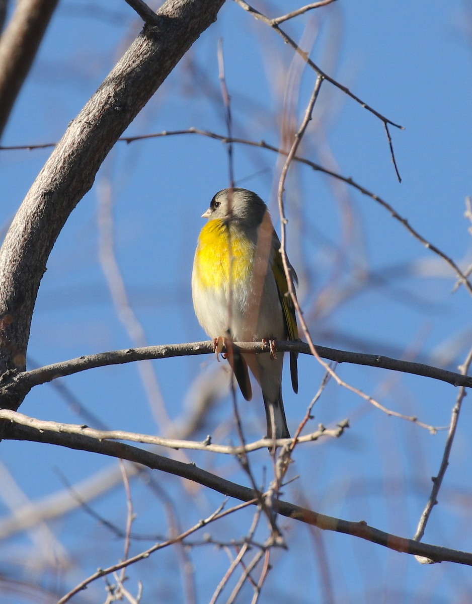 Lawrence's Goldfinch - ML373912631