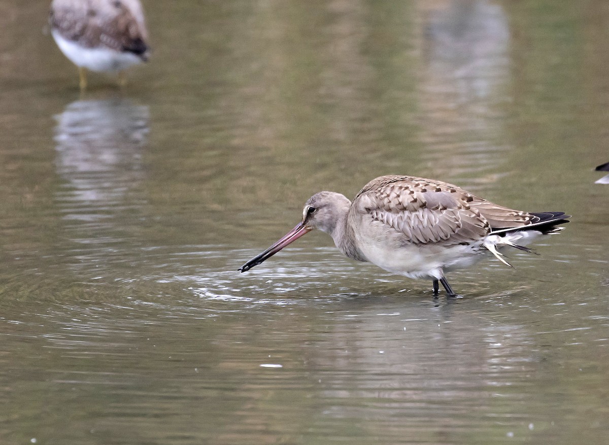 Hudsonian Godwit - Peter Candido