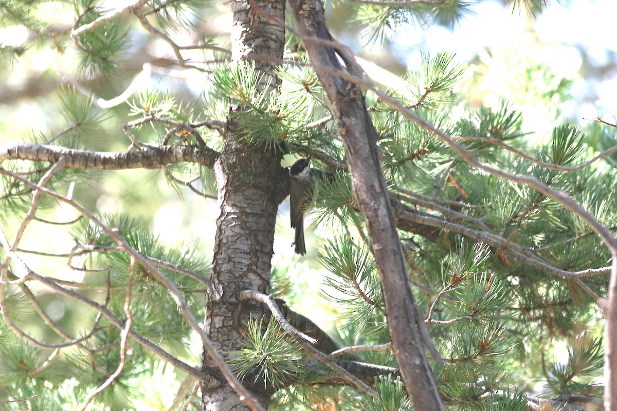 Mountain Chickadee - ML37391531