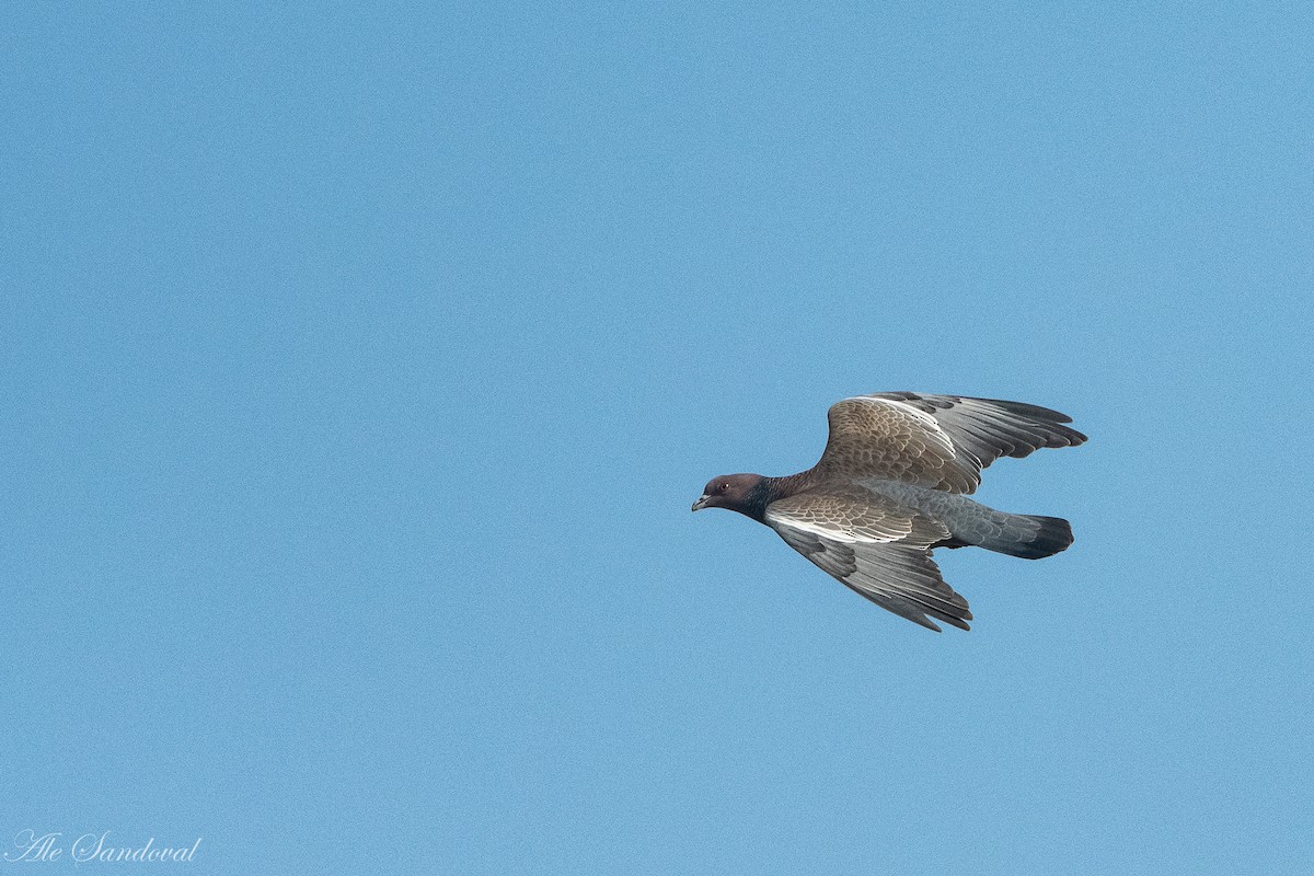 Pigeon picazuro - ML373915311