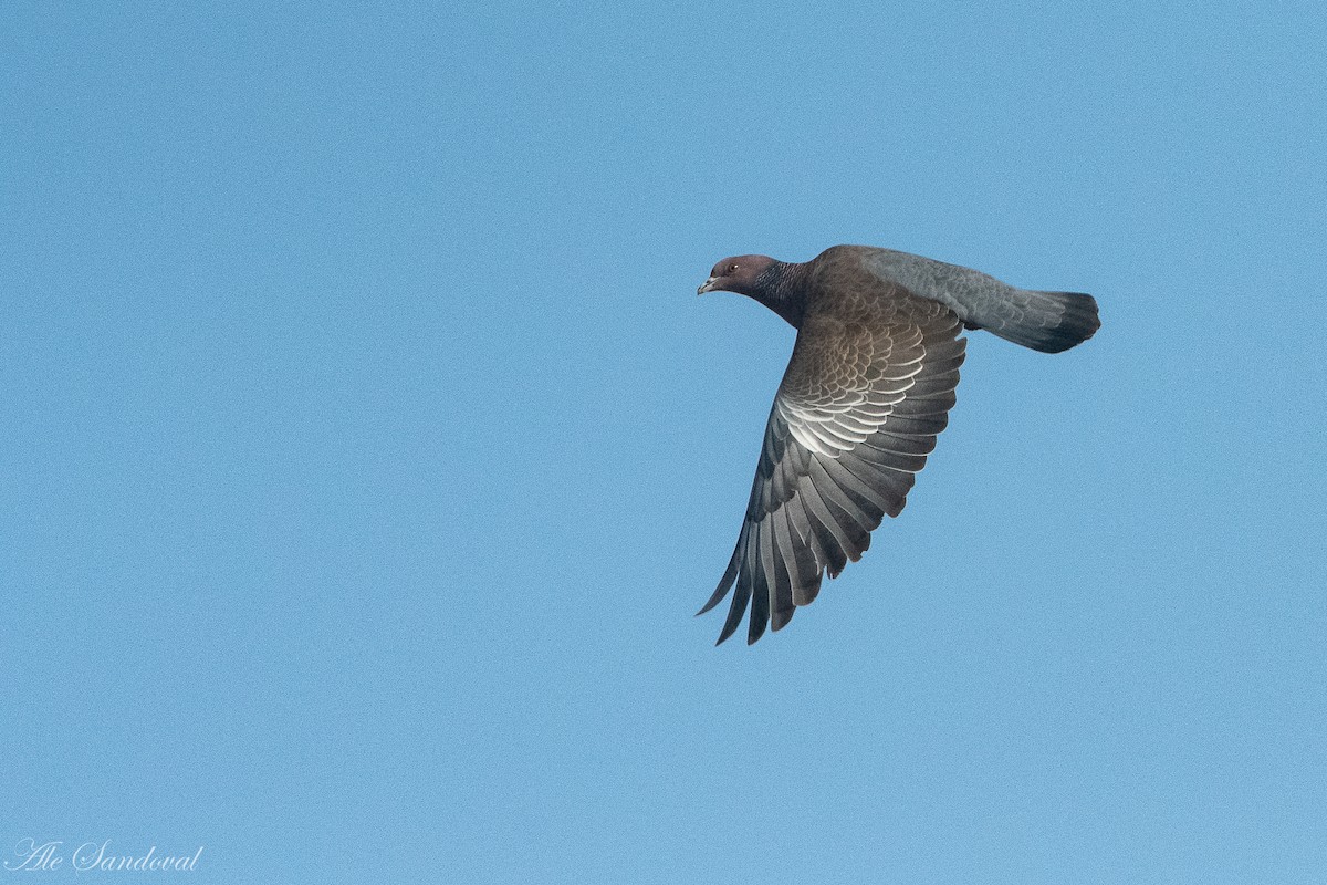 Picazuro Pigeon - ML373915321