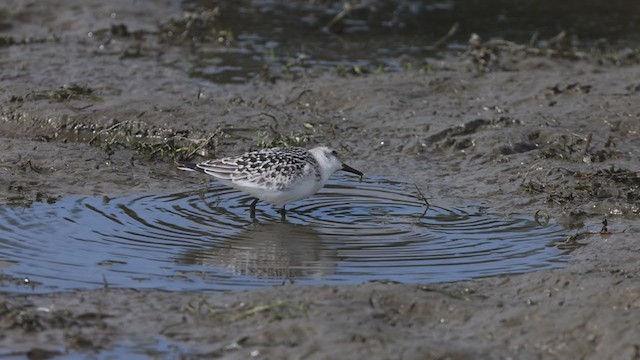 Sanderling - ML373915391