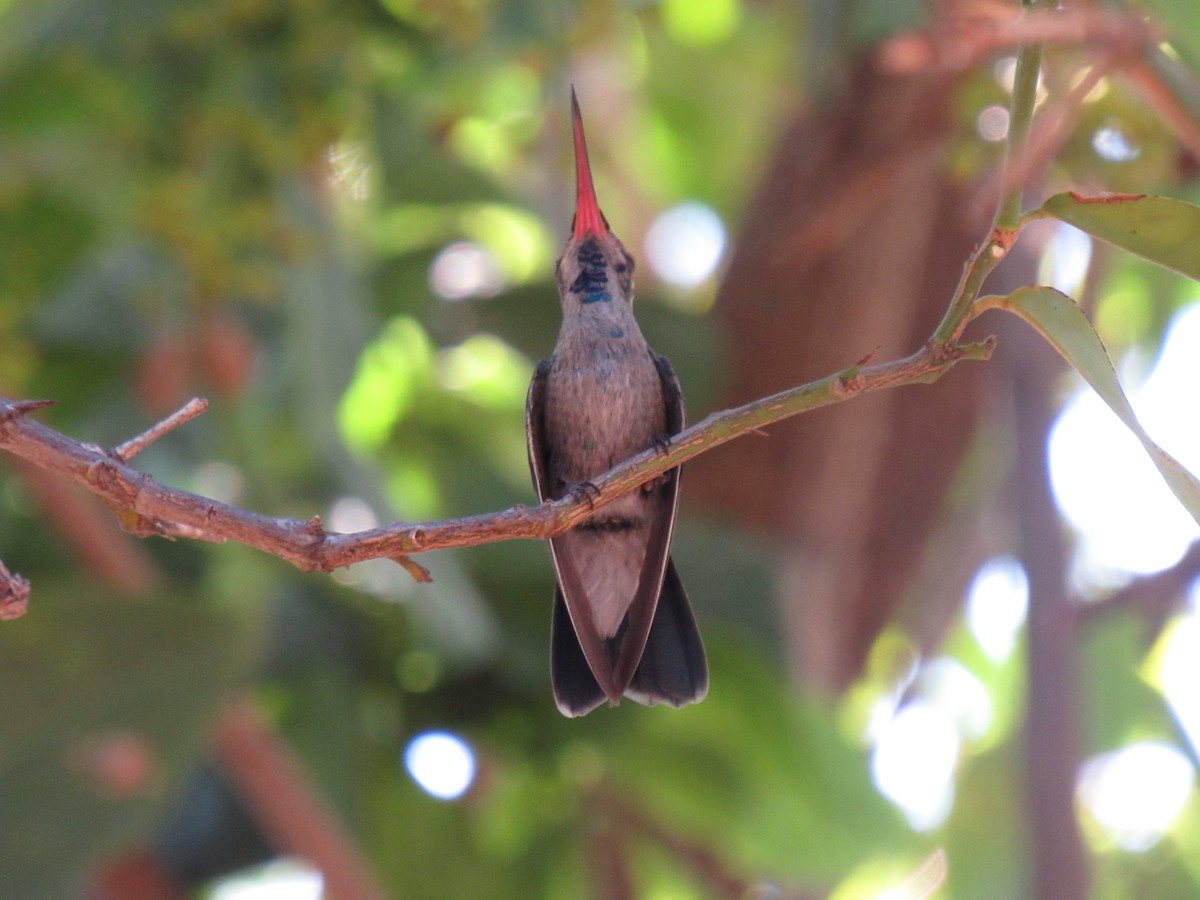 Broad-billed Hummingbird - ML373915411