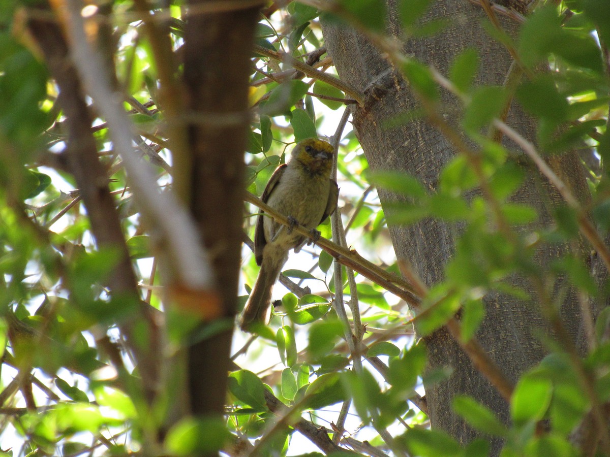 Pájaro Moscón Baloncito - ML373915581