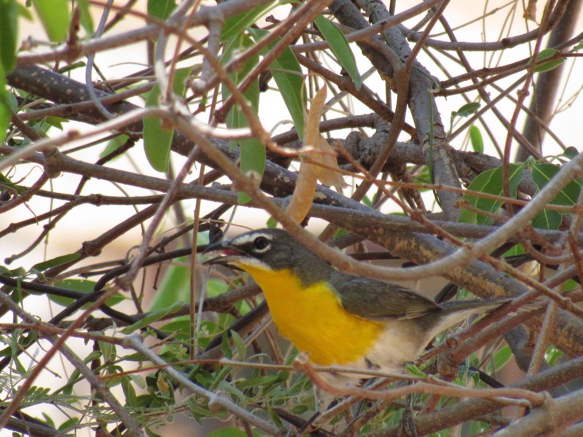 Yellow-breasted Chat - Paloma  Montijo