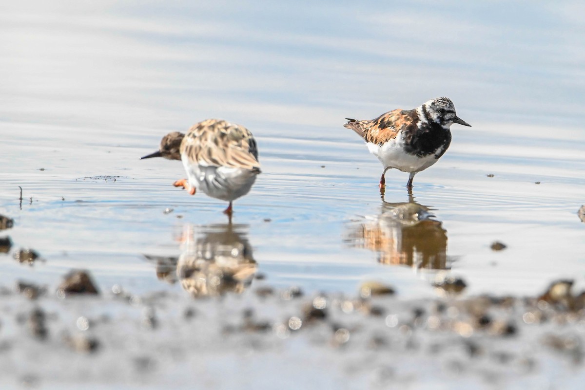 Алаг хайргач - ML373916251