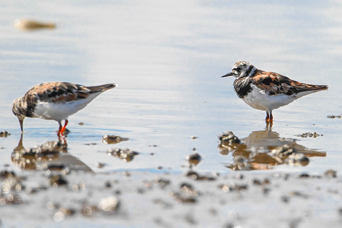 Алаг хайргач - ML373916261