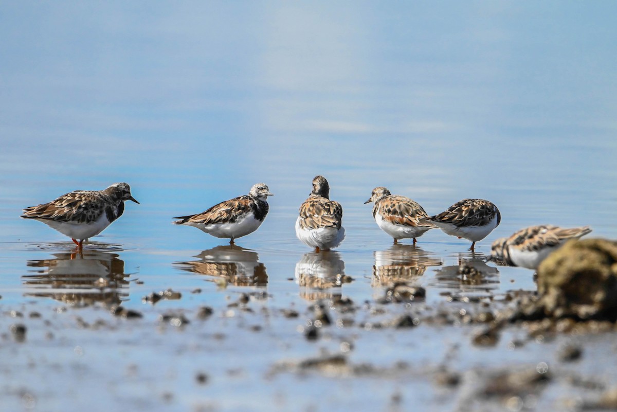 Алаг хайргач - ML373916271