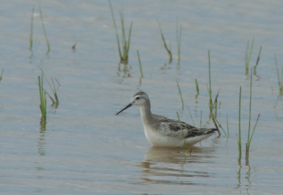 Wilson's Phalarope - ML373917421
