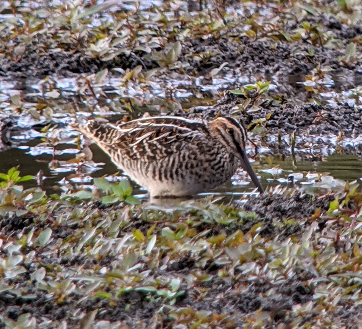 Wilson's Snipe - Matthew Schuler