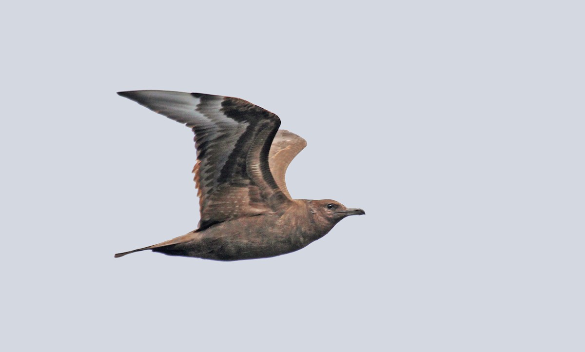 Pomarine Jaeger - Ryan Schain