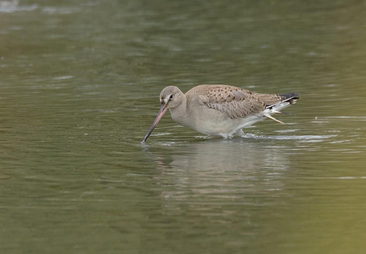 Hudsonian Godwit - Sabine Decamp