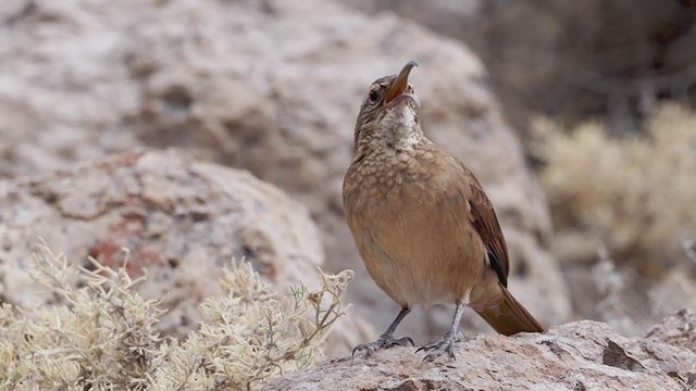 White-throated Earthcreeper - ML373921761