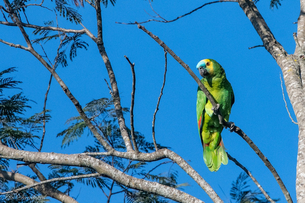 Turquoise-fronted Parrot - Alejandro Sandoval