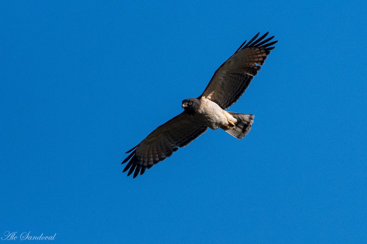 Roadside Hawk - ML373926541