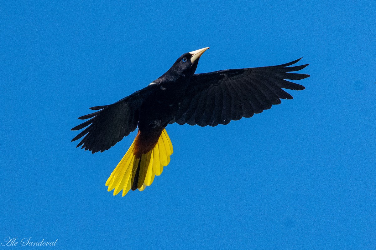 Crested Oropendola - ML373927031