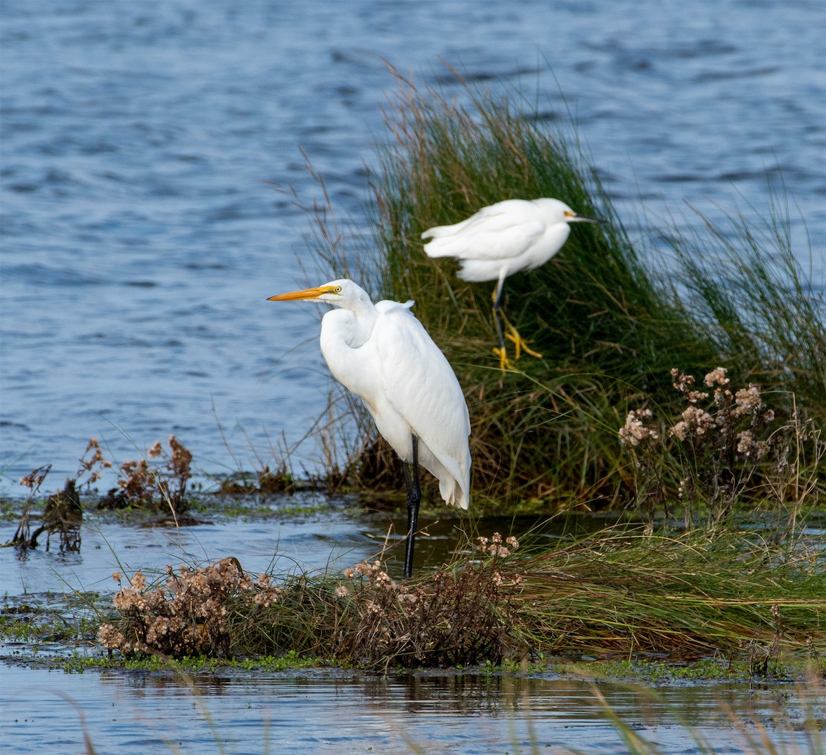 Great Egret - ML373928471