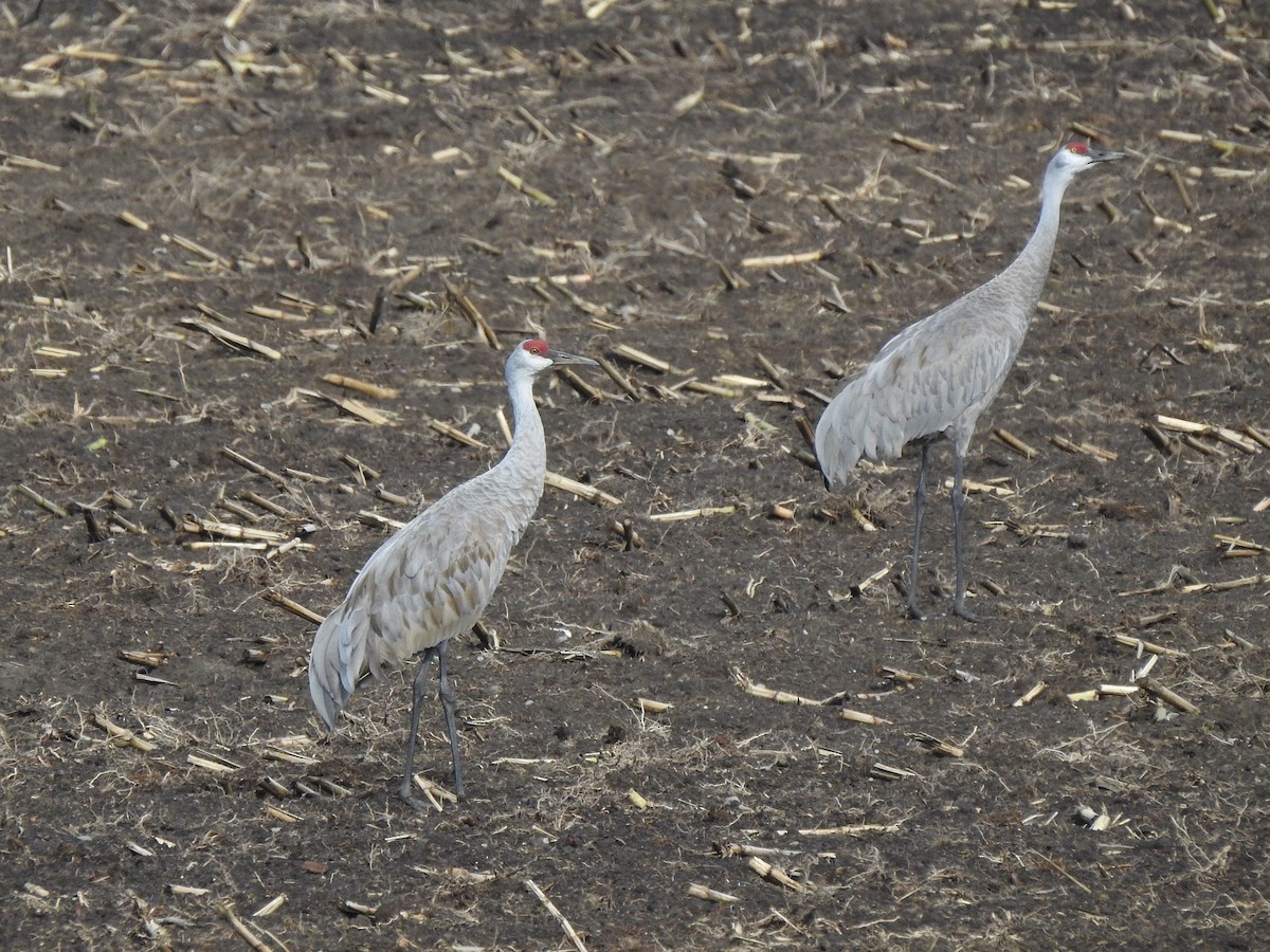 Sandhill Crane - ML373928781