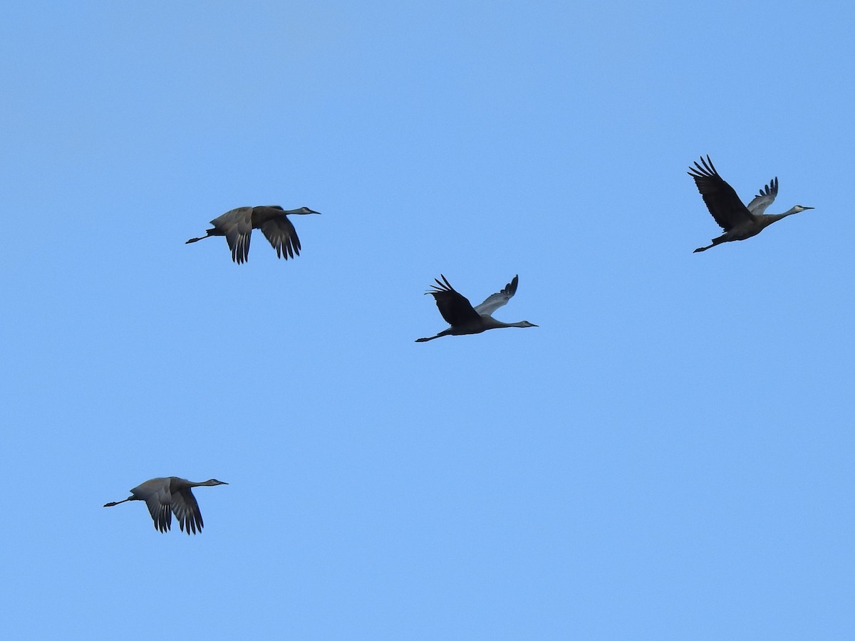 Sandhill Crane - ML373928881