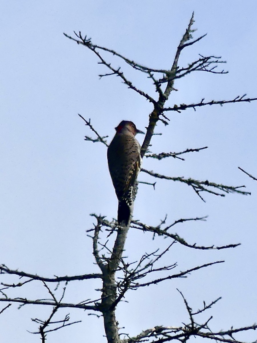 Northern Flicker - ML373931391