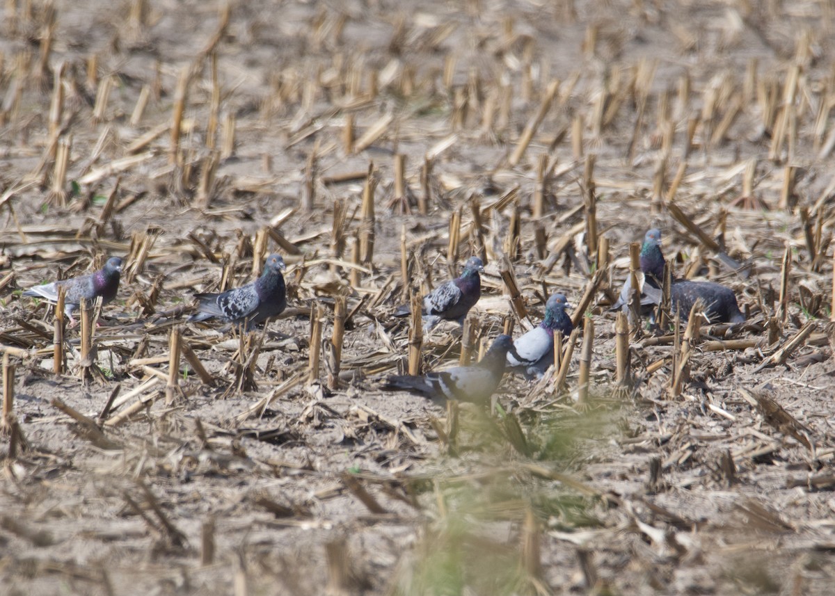 Rock Pigeon (Feral Pigeon) - ML373931431