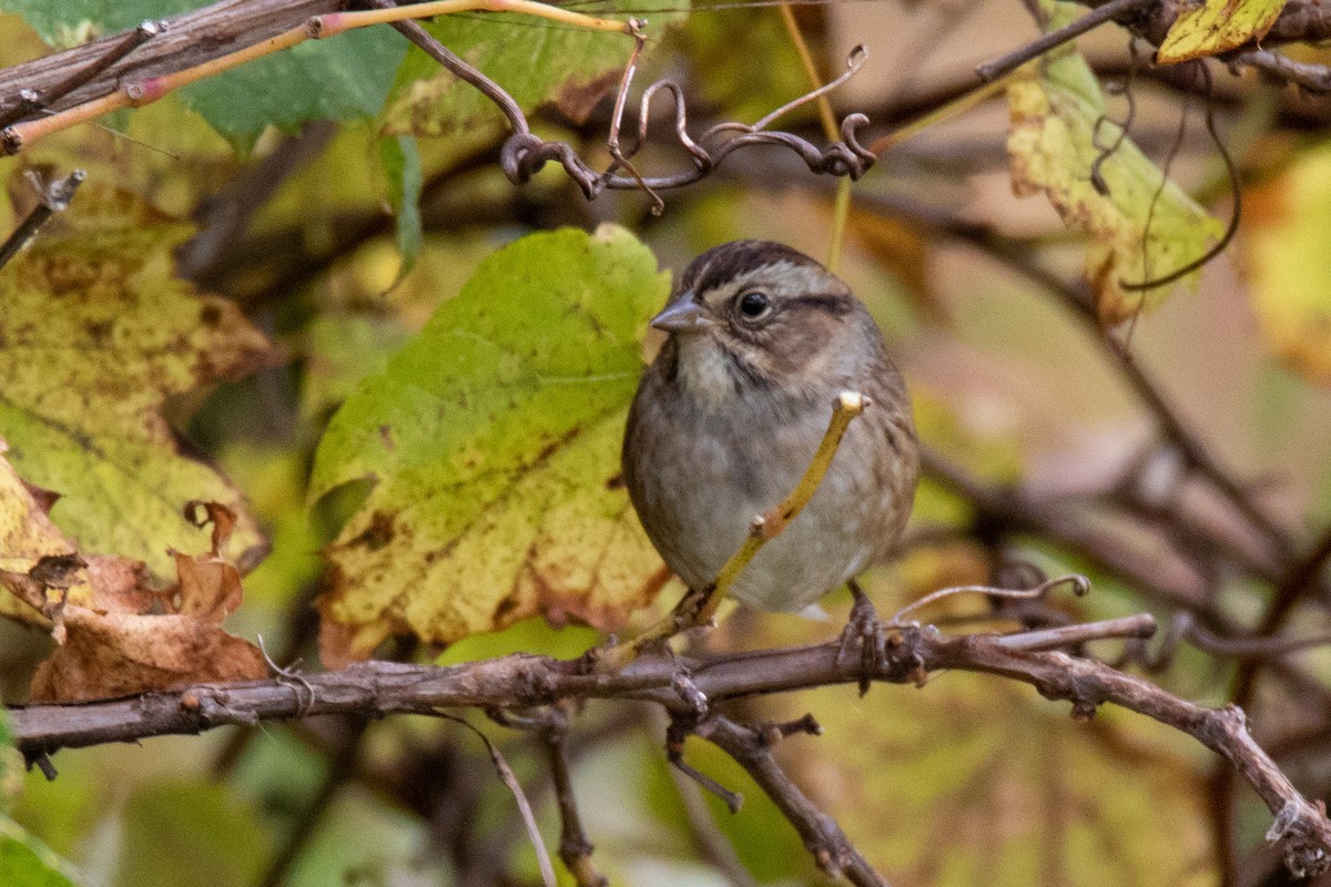 Swamp Sparrow - ML373931911