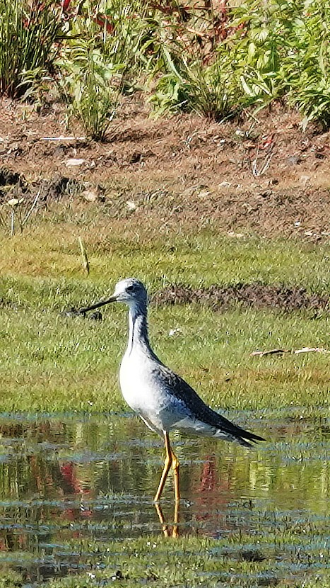 Greater Yellowlegs - ML373932101