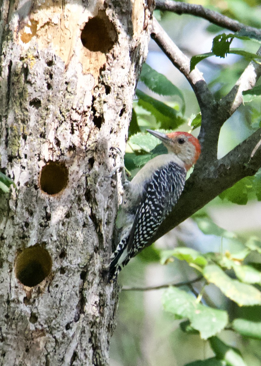 Red-bellied Woodpecker - ML373932471