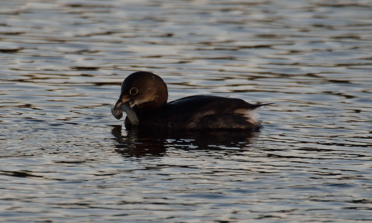 Pied-billed Grebe - ML37393251