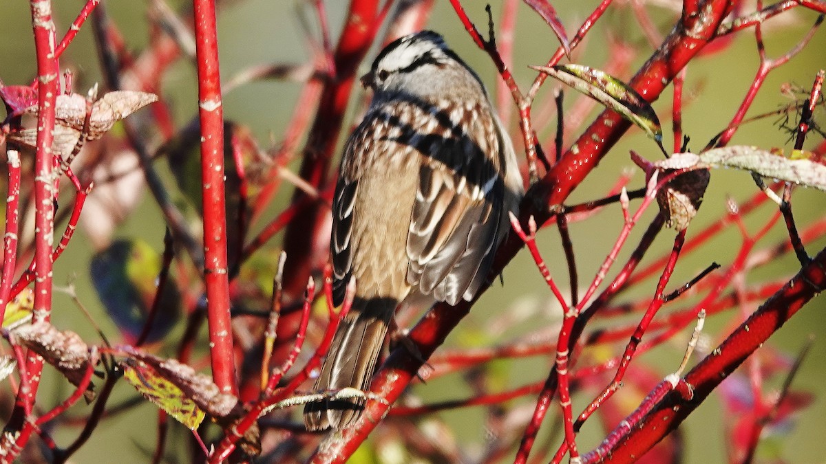 White-crowned Sparrow - ML373933321