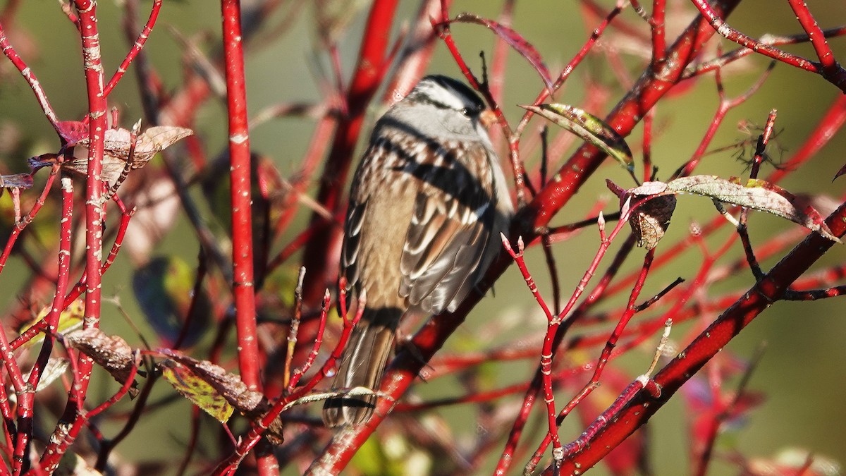 White-crowned Sparrow - ML373933391