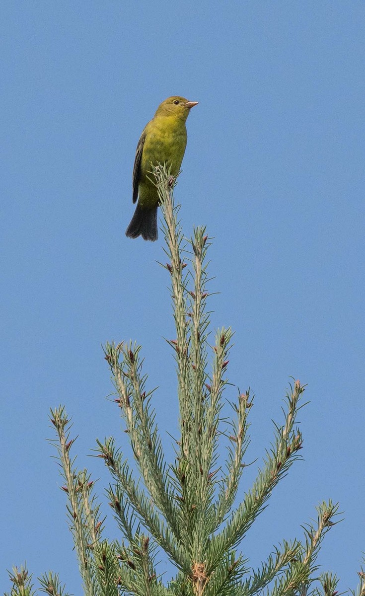Western Tanager - James Taylor