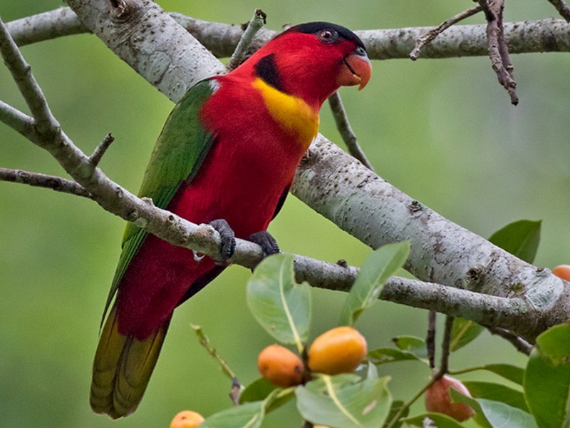 Yellow-bibbed Lory - eBird