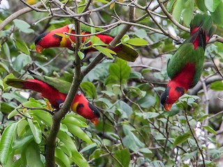  - Yellow-bibbed Lory