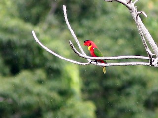  - Yellow-bibbed Lory