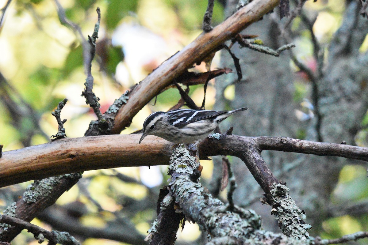 Black-and-white Warbler - ML373934171