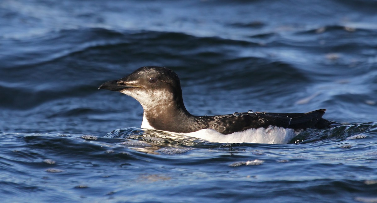 Thick-billed Murre - Ryan Schain