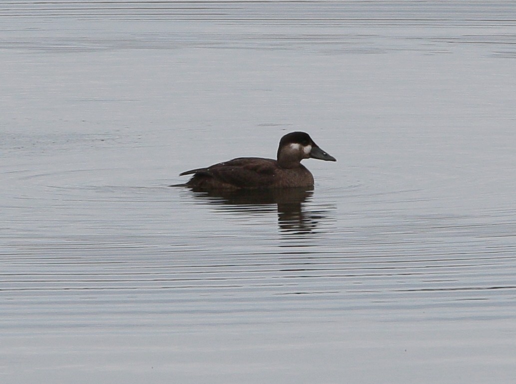 Surf Scoter - Glenn Walbek