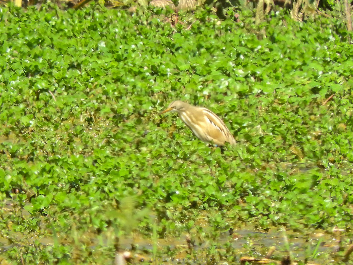 Stripe-backed Bittern - Javier González