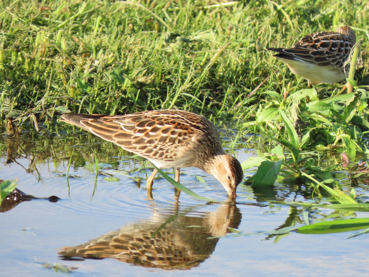 Pectoral Sandpiper - ML373935861