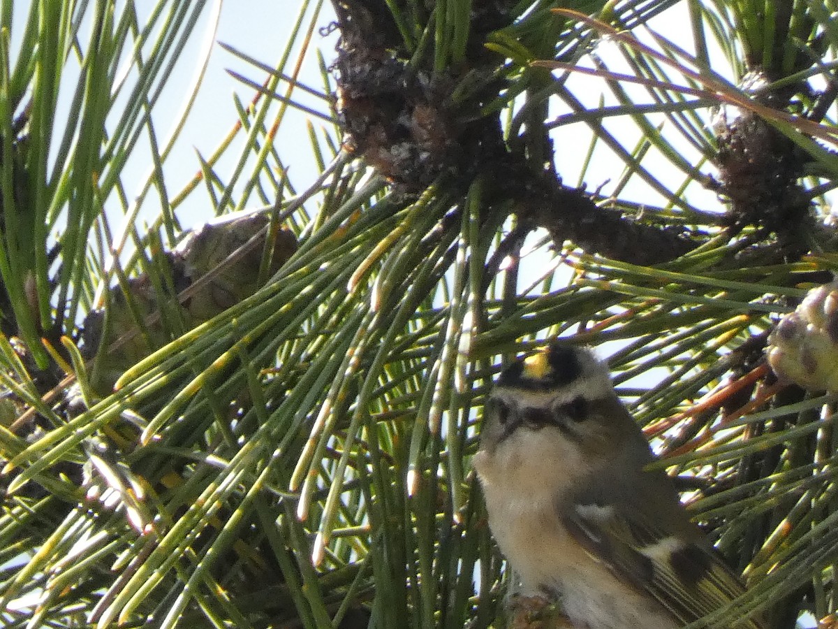 Golden-crowned Kinglet - ML373936631