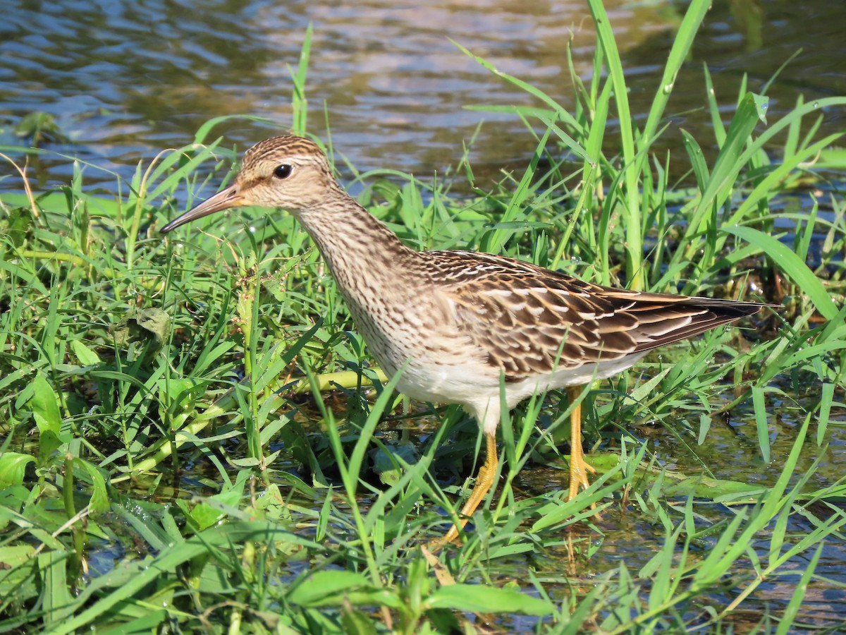 Bécasseau à poitrine cendrée - ML373937411