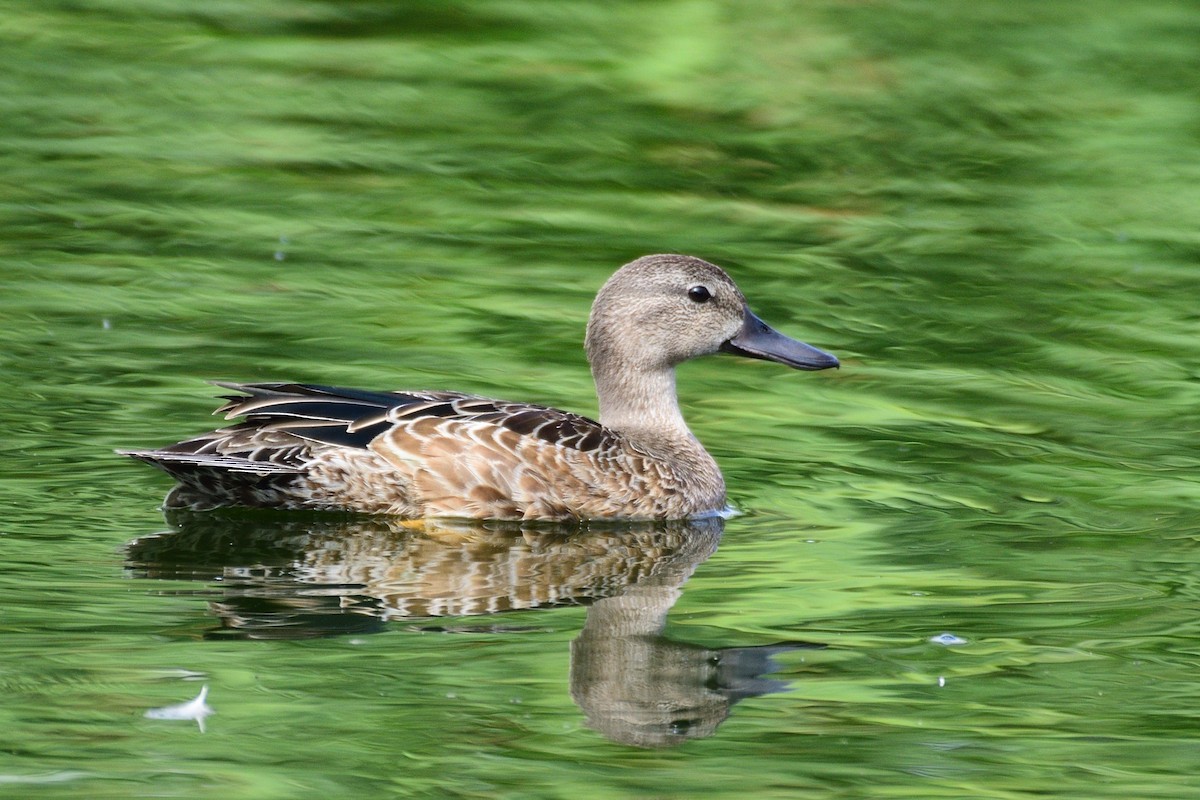 Blue-winged Teal - ML373939521
