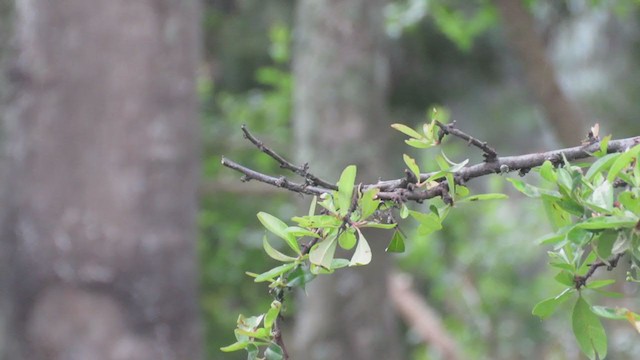 Исполинский колибри - ML373940111