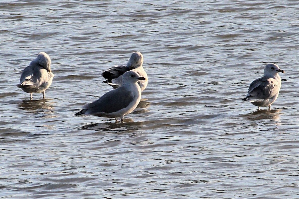 Ring-billed Gull - ML373940601