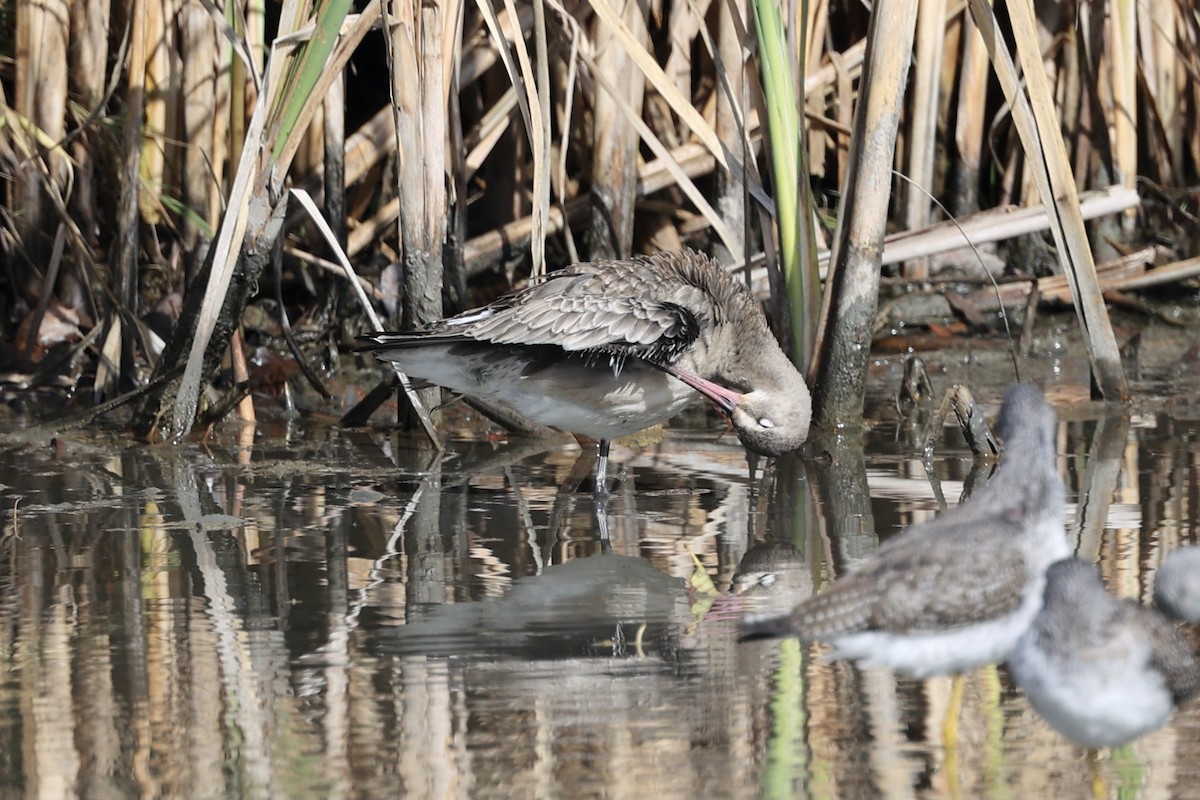 Hudsonian Godwit - Kathryn Milligan